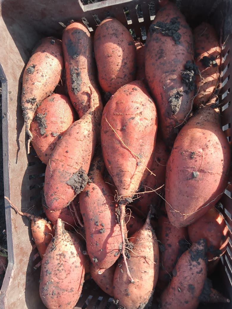 sweet potatoes