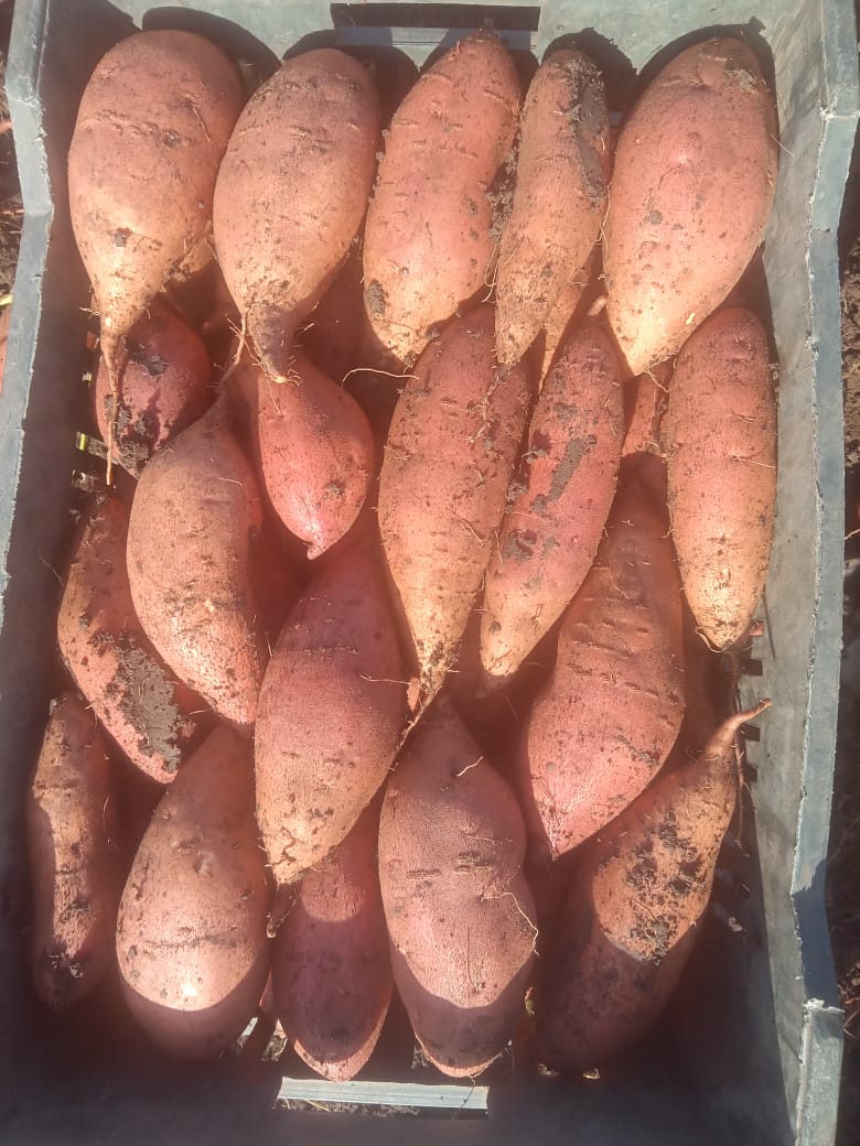 sweet potatoes